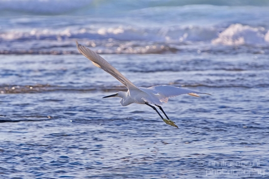 Little_Egret_Mediterranean_Sea_nature_Israel_Landscape_Photography_005_Canon_EOS_5D_Mark_IV.JPG