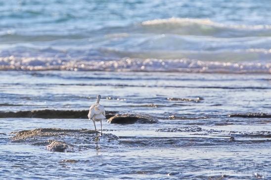 Little_Egret_Mediterranean_Sea_nature_Israel_Landscape_Photography_006_Canon_EOS_5D_Mark_IV.JPG