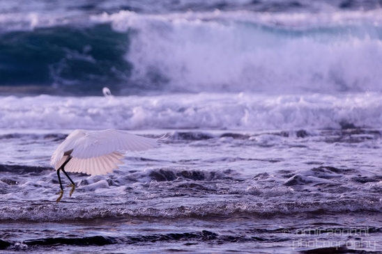 Little_Egret_Mediterranean_Sea_nature_Israel_Landscape_Photography_007_Canon_EOS_5D_Mark_IV.JPG