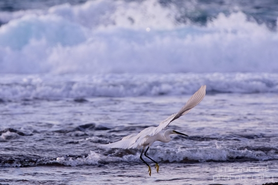 Little_Egret_Mediterranean_Sea_nature_Israel_Landscape_Photography_008_Canon_EOS_5D_Mark_IV.JPG