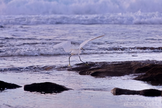 Little_Egret_Mediterranean_Sea_nature_Israel_Landscape_Photography_009_Canon_EOS_5D_Mark_IV.JPG