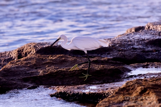 Little_Egret_Mediterranean_Sea_nature_Israel_Landscape_Photography_010_Canon_EOS_5D_Mark_IV.JPG