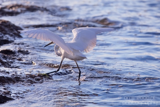 Little_Egret_Mediterranean_Sea_nature_Israel_Landscape_Photography_011_Canon_EOS_5D_Mark_IV.JPG
