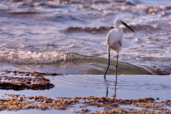 Little_Egret_Mediterranean_Sea_nature_Israel_Landscape_Photography_012_Canon_EOS_5D_Mark_IV.JPG