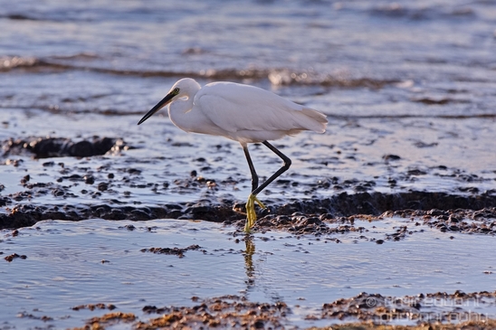 Little_Egret_Mediterranean_Sea_nature_Israel_Landscape_Photography_013_Canon_EOS_5D_Mark_IV.JPG