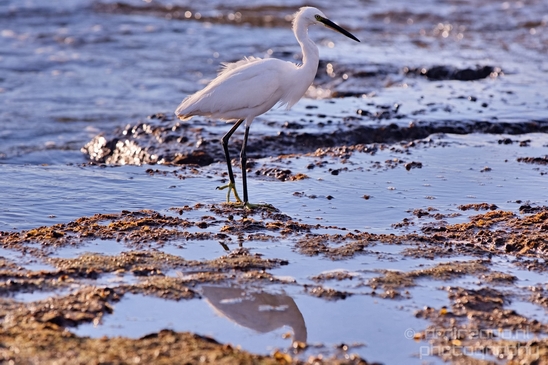Little_Egret_Mediterranean_Sea_nature_Israel_Landscape_Photography_014_Canon_EOS_5D_Mark_IV.JPG