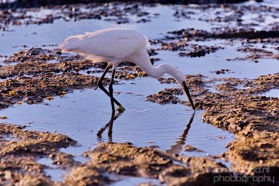Little_Egret_Mediterranean_Sea_nature_Israel_Landscape_Photography_015_Canon_EOS_5D_Mark_IV.JPG
