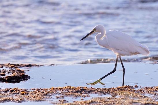 Little_Egret_Mediterranean_Sea_nature_Israel_Landscape_Photography_016_Canon_EOS_5D_Mark_IV.JPG