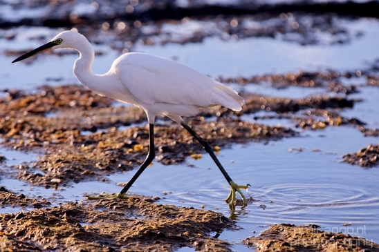 Little_Egret_Mediterranean_Sea_nature_Israel_Landscape_Photography_017_Canon_EOS_5D_Mark_IV.JPG