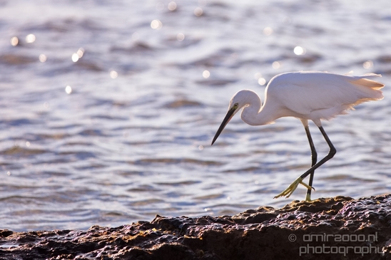 Little_Egret_Mediterranean_Sea_nature_Israel_Landscape_Photography_018_Canon_EOS_5D_Mark_IV.JPG