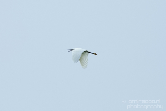 Little_Egret_Mediterranean_Sea_nature_Israel_Landscape_Photography_019_Canon_EOS_5D_Mark_IV.JPG