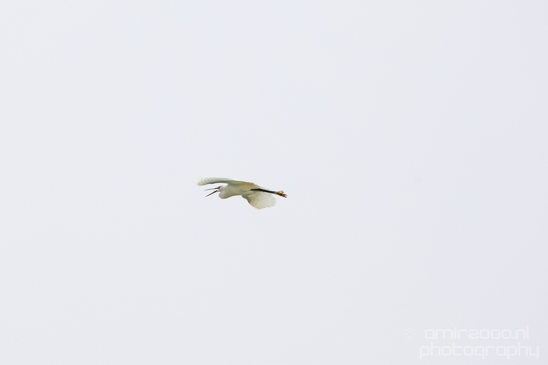 Little_Egret_Mediterranean_Sea_nature_Israel_Landscape_Photography_020_Canon_EOS_5D_Mark_IV.JPG