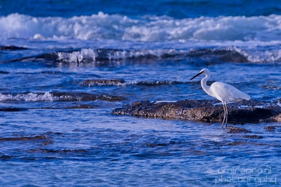 Little_Egret_Mediterranean_Sea_nature_Israel_Photography_Landscape_001_Canon_EOS_5D_Mark_IV.JPG