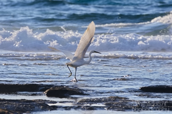Little_Egret_Mediterranean_Sea_nature_Israel_Photography_Landscape_002_Canon_EOS_5D_Mark_IV.JPG