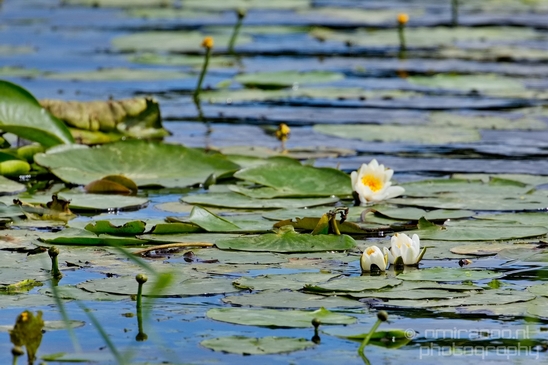 Macro_Lily_looking_at_flowers_spring_nature_Landscape_Photography_001_Canon_EOS_5D_Mark_IV.JPG