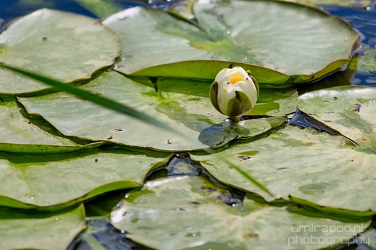 Macro_Lily_looking_at_flowers_spring_nature_Landscape_Photography_002_Canon_EOS_5D_Mark_IV.JPG