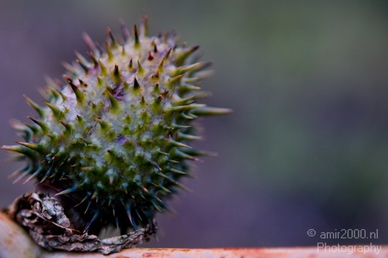 Macro_Nature_Landscape_Photography_002_Canon_EOS_5D_Mark_IV.JPG