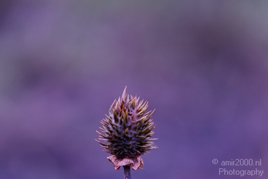 Macro_Nature_Landscape_Photography_003_Canon_EOS_5D_Mark_IV.JPG