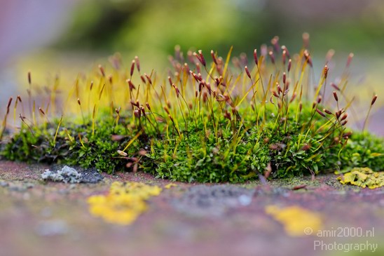 Macro_Nature_Landscape_Photography_010_Canon_EOS_5D_Mark_IV.JPG