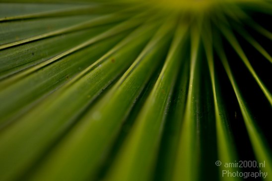 Macro_Nature_Landscape_Photography_018_Canon_EOS_5D_Mark_IV.JPG