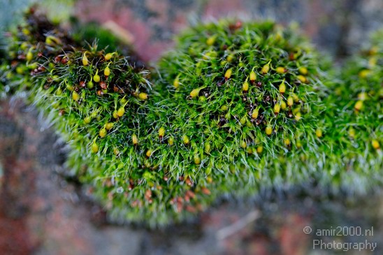 Macro_Nature_Landscape_Photography_022_Canon_EOS_5D_Mark_IV.JPG