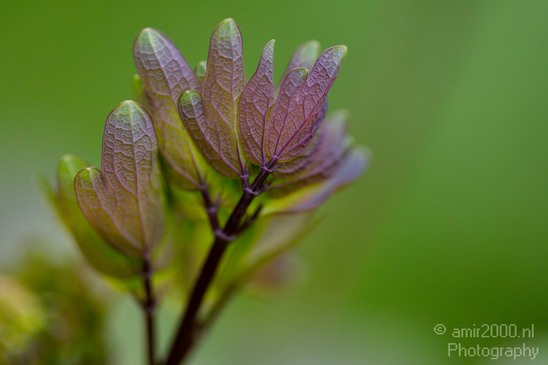 Macro_Nature_Landscape_Photography_027_Canon_EOS_5D_Mark_IV.JPG