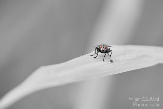 Macro_fly_insect_nature_Landscape_Photography_001_Canon_EOS_7D.JPG