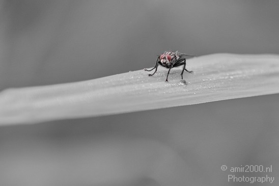 Macro_fly_insect_nature_Landscape_Photography_002_Canon_EOS_7D.JPG
