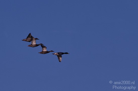 Mallard_ducks_Nature_Landscape_Photography_001_Canon_EOS_7D.JPG