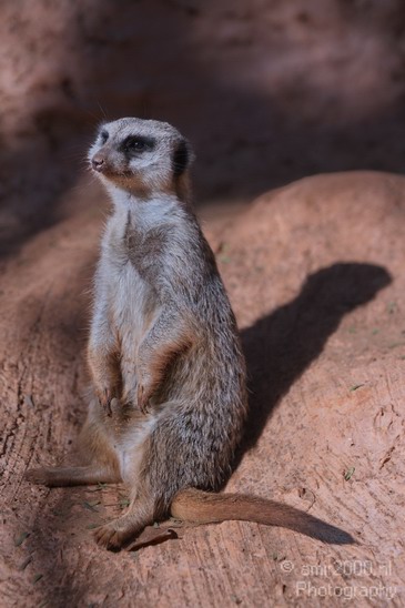 Meerkat_Safari_Israel_Landscape_Photography_003_Canon_EOS_7D.JPG