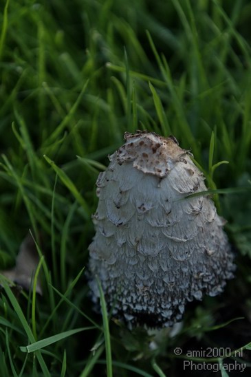 Mushroom_Nature_Landscape_Photography_001_Canon_EOS_7D.JPG