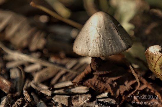 Mushroom_Nature_Landscape_Photography_002_Canon_EOS_7D.JPG