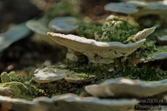 Mushroom_Nature_Landscape_Photography_003_Canon_EOS_7D.JPG
