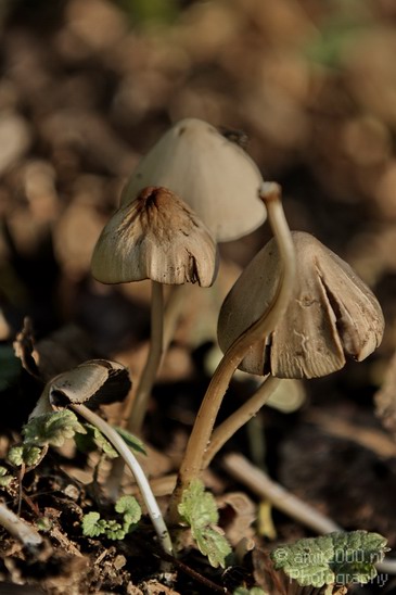 Mushroom_Nature_Landscape_Photography_004_Canon_EOS_7D.JPG