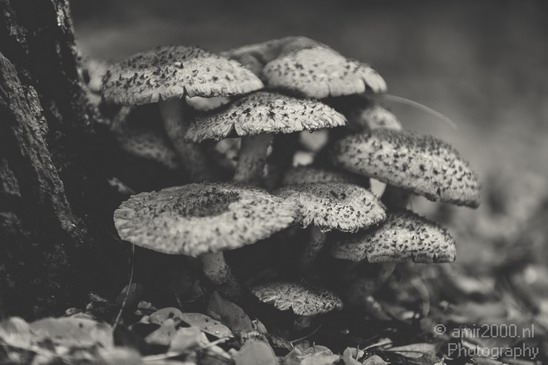 Mushrooms_Fall_in_Amsterdam_Autumn_nature_Netherlands_Landscape_Photography_002_Canon_EOS_5D_Mark_IV.JPG