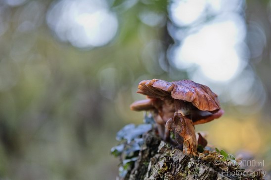 Mushrooms_Fall_in_Amsterdam_Autumn_nature_Netherlands_Landscape_Photography_003_Canon_EOS_5D_Mark_IV.JPG