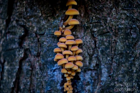 Mushrooms_Fall_in_Amsterdam_Autumn_nature_Netherlands_Landscape_Photography_004_Canon_EOS_5D_Mark_IV.JPG