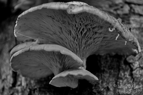 Mushrooms_Fall_in_Amsterdam_Autumn_nature_Netherlands_Landscape_Photography_005_Canon_EOS_5D_Mark_IV.JPG