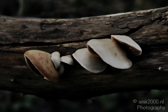 Mushrooms_Nature_Landscape_Photography_001_Canon_EOS_400D_DIGITAL.JPG