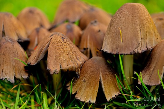Mushrooms_nature_Landscape_Photography_001_Canon_EOS_5D_Mark_IV.JPG