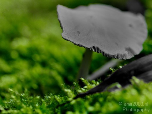 Mushrooms_nature_macro_Landscape_Photography_001_Canon_EOS_5D_Mark_IV.JPG