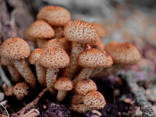 Mushrooms_nature_macro_Landscape_Photography_003_Canon_EOS_5D_Mark_IV.JPG