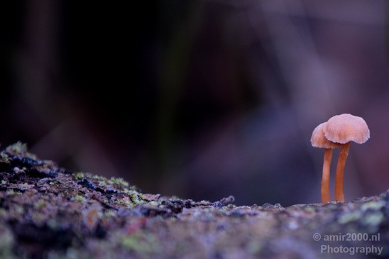 Mushrooms_nature_macro_Landscape_Photography_004_Canon_EOS_5D_Mark_IV.JPG