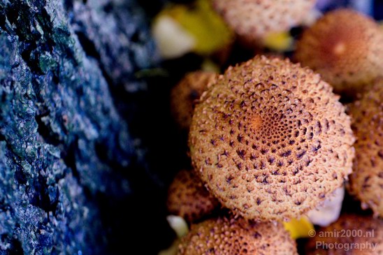 Mushrooms_nature_macro_Landscape_Photography_005_Canon_EOS_5D_Mark_IV.JPG