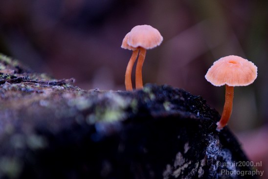 Mushrooms_nature_macro_Landscape_Photography_006_Canon_EOS_5D_Mark_IV.JPG
