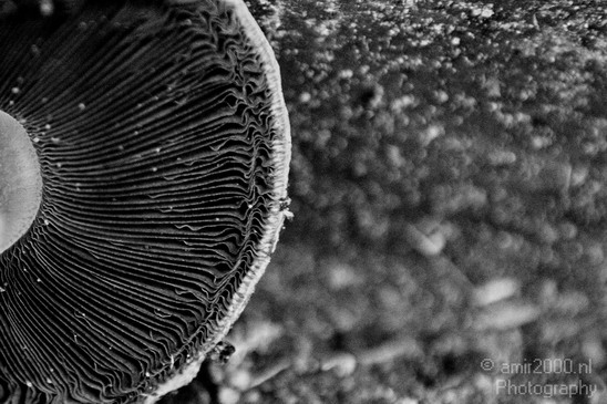 Mushrooms_winter_in_Amsterdam_nature_Netherlands_Landscape_Photography_001_Canon_EOS_5D_Mark_IV.JPG