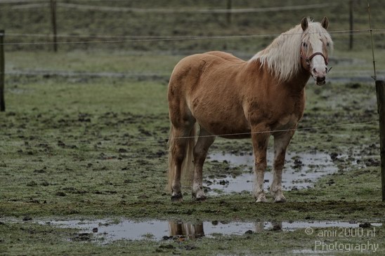 Nationaal_Park_Zuid_Kennemerland_Nature_Landscape_Photography_003_Canon_EOS_7D.JPG