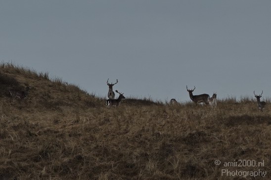 Nationaal_Park_Zuid_Kennemerland_Nature_Landscape_Photography_007_Canon_EOS_7D.JPG
