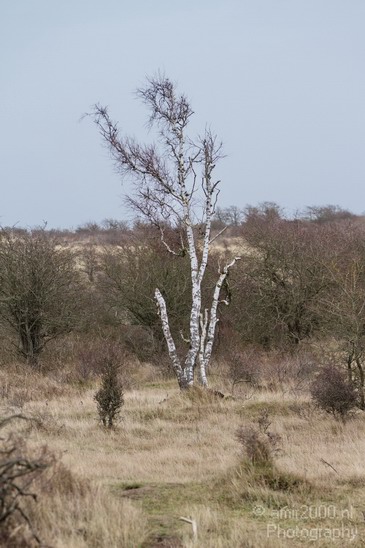 Nationaal_Park_Zuid_Kennemerland_Noord_Holland_Landscape_Photography_011_Canon_EOS_7D.JPG