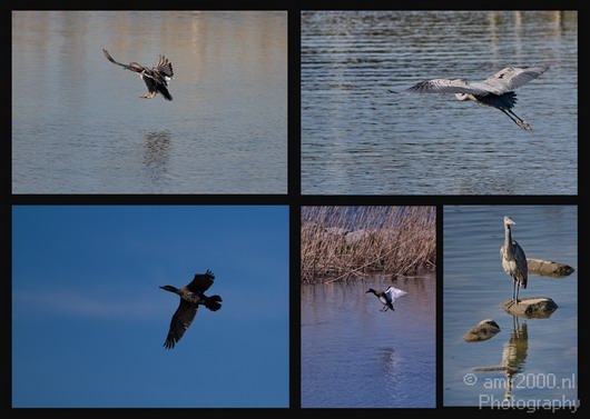 Nature_Birds_Photography_002_Canon_EOS_7D.JPG